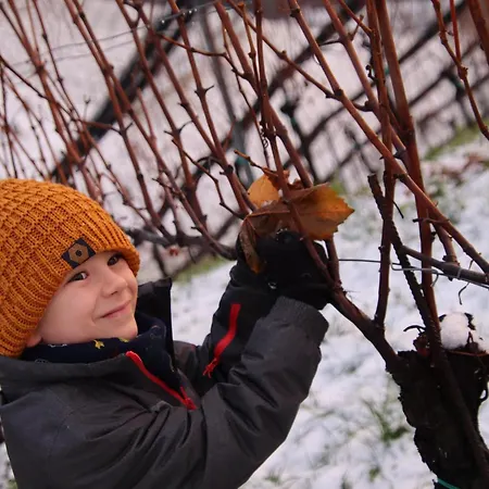 Weingut Gaube 팜스테이 루트스카치