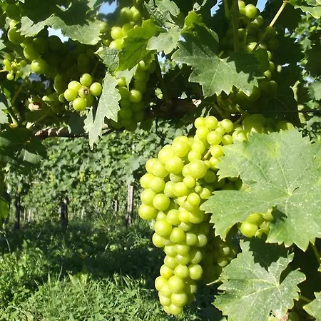Farma Weingut Gaube *
